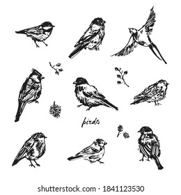 Hand drawn ink birds illustration, bullfinch, cardinal, robin, swallow, sparrow, great tit, berries, cone, seeds. For winter or autumn design background, greeting card, nursery art.