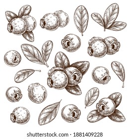 Hand drawn ink blueberries with leaves isolated on white. set of forest bilberries sketch. vector illustration. graphics elements in vintage style. berry, leaf, plant engraved collection for design