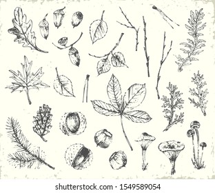 Hand drawn ink botanical illustration. Forest plants background with pine branch, cone, oak leaf, acorn, mushrooms, lichen, tree branches, maple leaf, birch leaf, chestnut. For ecological design.