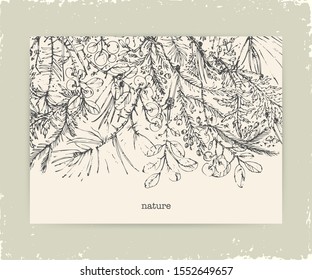 Hand drawn ink botanical illustration. Forest plants background with pine branch, moss, juniper, berries, lichen, herbs. Stationary ecological design.