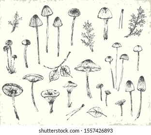 Hand drawn ink botanical illustration. Wild mushrooms, plants with leaves, pine needles, lichen, tree branch. Eements for ecological design.