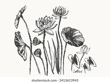 Hand drawn ink brush painting of lotus flowers, buds, leaves, branches. Water lily background asian style painting. Vector nature poster, template for packaging and labels, spa and beauty products.