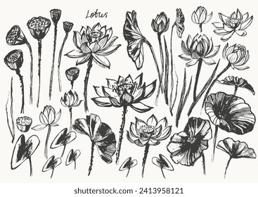 Hand drawn ink brush painting of lotus flowers, buds, leaves, branches. Water lily background asian style painting. Vector nature poster, template for packaging and labels, spa and beauty products.