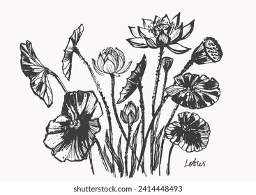 Hand drawn ink brush painting of lotus flowers, buds, leaves, branches. Water lily background asian style painting. Vector nature poster, template for packaging and labels, spa and beauty products.