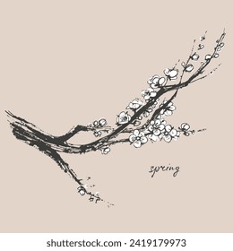 Hand drawn ink brush painting of spring blooming sakura tree branches with white flowers. Traditional asian style background. Vector nature poster, template for packaging labels, spa beauty products.