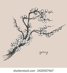 Hand drawn ink brush painting of spring blooming sakura tree branches with white flowers. Traditional asian style background. Vector nature poster, for packaging and labels, spa beauty products.