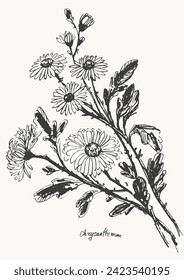 Hand drawn ink brush painting of chrysanthemum flowers, branches with leaves and buds. Traditional japanese style ink drawing. Vector nature poster, template for packaging labels, spa and beauty.