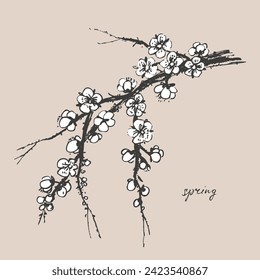 Hand drawn ink brush painting of spring blooming sakura tree branches with white flowers. Traditional asian style background. Vector nature poster, template for packaging labels, spa beauty products.