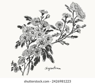 Hand drawn ink brush painting of chrysanthemum flowers, branches with leaves and buds. Traditional japanese style ink drawing. Vector nature poster, template for packaging and labels, spa and beauty.