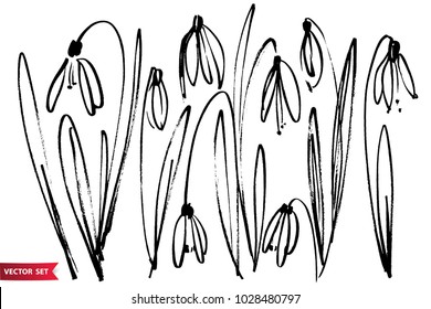 Hand drawn with ink brush snowdrop flowers. Botanical illustration. Row of spring flowers with leaves by hand. Artistic monochrome illustration.