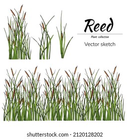 Hand Drawn Ink Bulrush Isolated On White Background, Fern Vector Illustration Set. Marsh Landscape