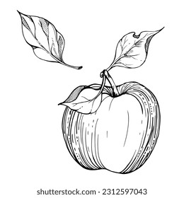 Hand drawn ink composition with ripe apple fruit, full with leaves, monochrome vector, detailed outline. Isolated object on white background. Design for wall art, wedding, print, fabric, cover, card