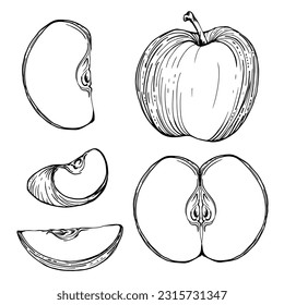 Composición de tinta dibujada a mano con fruto de manzana madura, rebanadas y rebanadas, vector monocromo, contorno detallado. Objeto aislado sobre fondo blanco. Diseño para arte en pared, boda, impresión, tela, cubierta, tarjeta