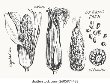 Hand drawn ink corn ear and grains. Vegetable sketches set. Food drawngs for labels and packaging. Vegetarian produce. Healthy diet.