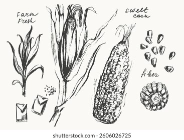 Hand drawn ink corn ear and grains. Vegetable sketches set. Food drawngs for labels and packaging. Vegetarian produce. Healthy diet.