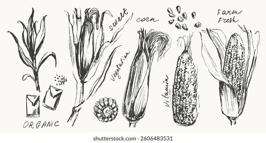 Hand drawn ink corn ear plant with seedlings and grains. Vegetable sketches set. Food drawings for labels and packaging. Vegetarian greens. Healthy diet.