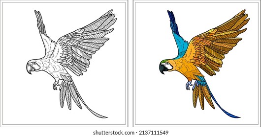 
Hand drawn ink drawing. coloring book
Collection of two stylized mako (macaw) parrots. Monochrome and color versions. Coloring book for adult macaw parrots