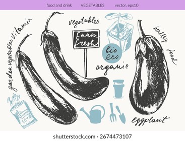 Hand drawn ink eggplant vegetable sketches set. Food drawings for labels and packaging. Vegetarian menu. Healthy diet.