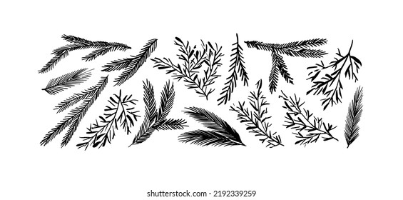 Hand drawn ink fir tree and pine branches collection. Hand sketched floral design elements for Christmas. Botanical illustration pine branches and spruce isolated on white background.