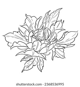 hand drawn ink floral outline