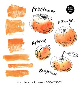 Hand drawn ink fruit sketch and watercolor stain set. Persimmon, orange, apricot, tangerine. Square shapes and stripes in orange color.