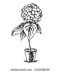 Handgezeichnete Tintenhydrangea in einem Topf, Blumen und Blätter. Monochrome Hydrangea-Blume einzeln auf weißem Hintergrund. Skizzenzeichnung Schönheit frische Hortensia für Deko-Kunst Plakatdruck. 