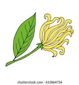 Hand drawn ink illustration of cananga tree - ylang-ylang. Tropical plant ylang flower sketch. Perfumery and cosmetics materials. Good for aromatherapy. isolated on white background.