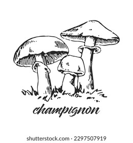 Hand drawn ink illustration of champignon. Cultured mushroom. Sketch outline vector.