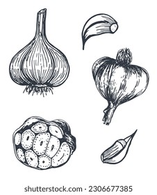 Hand drawn ink illustration of garlic, sliced and whole. Black and white ink sketch outline vector.