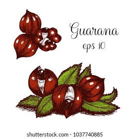 Hand drawn ink illustration of guarana
