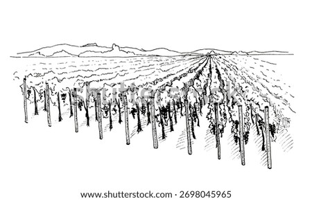 Hand drawn ink illustration landscape of vineyard with rows of grapevines and distant horizon line. Ink sketch capturing rustic countryside view. Ideal for wine label design, poster, or art print