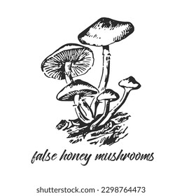 Hand drawn ink illustration of poisonous false honey mushroom. Sketch outline vector. 