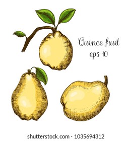 Hand drawn ink illustration of quince