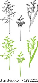 hand drawn ink illustration of six twigs or herbal straws isolated in a white background, three of them are in black and white, three of them are colored in green
