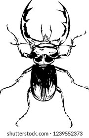 Hand drawn ink illustration.  Stag-beetle, insect, forest, nature, lucanus cervus