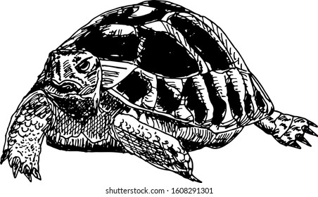 hand drawn ink illustration of turtle in white background