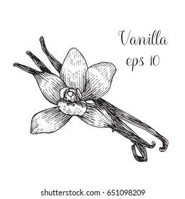 Hand Drawn Ink Illustration Of Vanilla