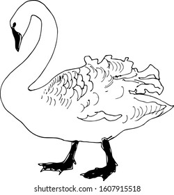 hand drawn ink illustration of white goose and black feet isolated in white background