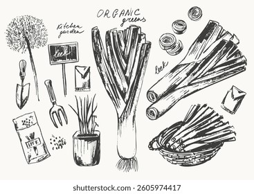 Hand drawn ink leek set with seedlings. Vegetable sketches. Food drawings for labels and packaging. Vegetarian greens. Healthy diet.