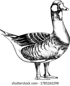 Hand drawn ink monochrome vector illustration of goose.