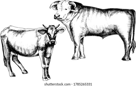 Hand drawn ink monochrome vector illustration of cows.