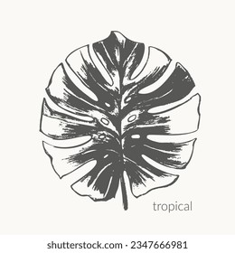 Esbozo de hojas de monstera dibujado a mano. Clíparte de ilustración de plantas tropicales exóticas. Decoración monocromática de verano para naturaleza verde, ecología, fondo vacacional.