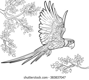 Hand drawn ink pattern  Coloring book Coloring for adult parrot ara