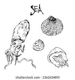 Hand drawn ink pen collection of sea shells, jellyfish, sepia octopus and lettering. Vector illustration for cards and travel broshures