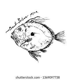 Hand drawn ink pen John Dory fish with lettering Sant Peter pesche . Vector illustration for cards, menus and travel broshures