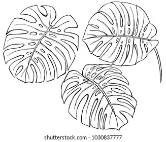 Hand drawn ink pen monstera leaves on white background. Set of element. Vector illustation.