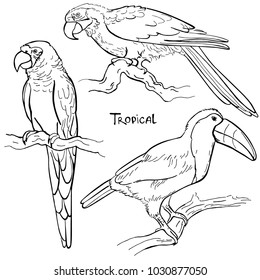 Hand drawn ink pen parrot and toucan on white background. Set of tropical bird. Vector illustation. Perfect for coloring book, print, card.