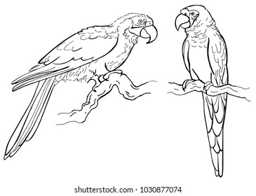 Hand drawn ink pen parrot on white background. Tropical bird. Vector illustation. Perfect for coloring book, print, card.