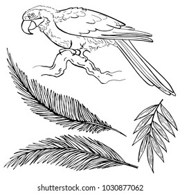 Hand drawn ink pen tropical leaves and parrot on white background. Set of element. Vector illustation.