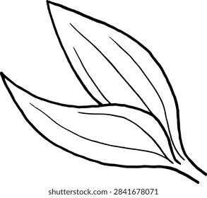 Hand drawn ink pen of two lisianthus leaves element 